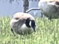 100-facher Zoom